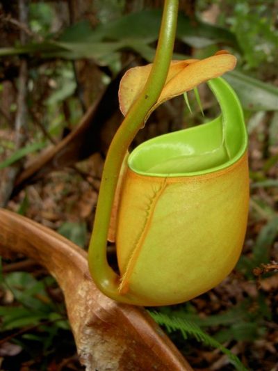 Jarra de Nepenthes bicalcarata con los dos espolones bajo la tapa