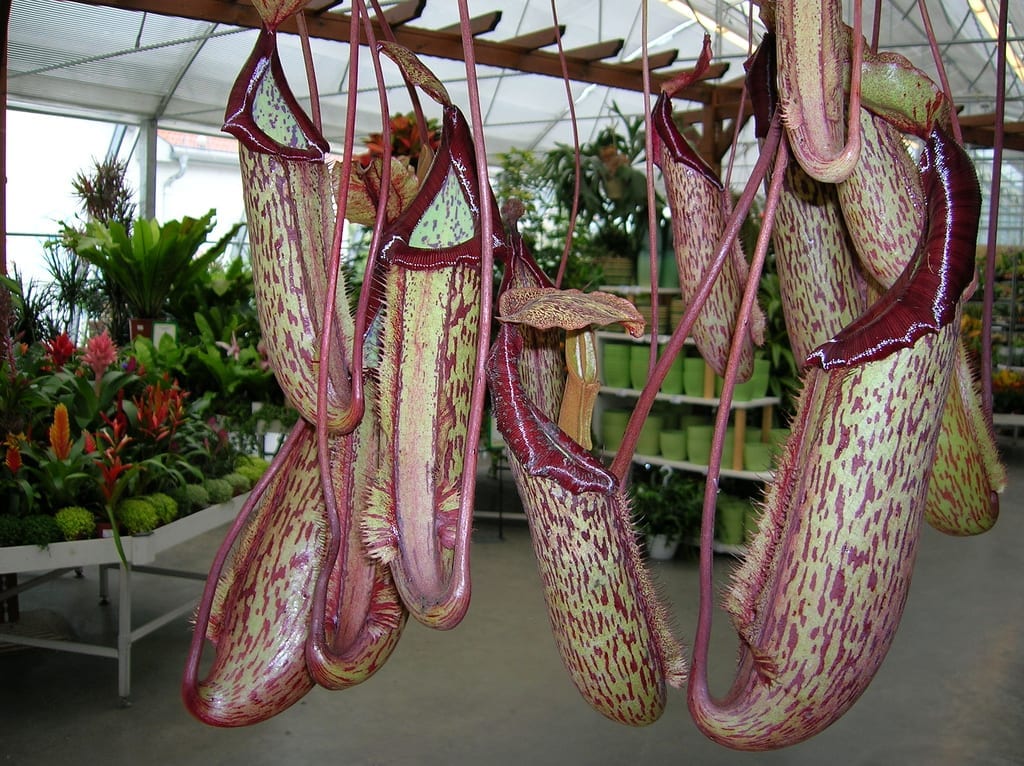 Nepenthes Miranda: cuidados, riego y luz de la carnívora