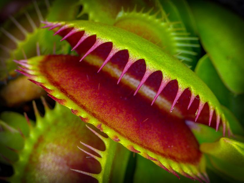 Detalle de las trampas de la venus atrapamoscas