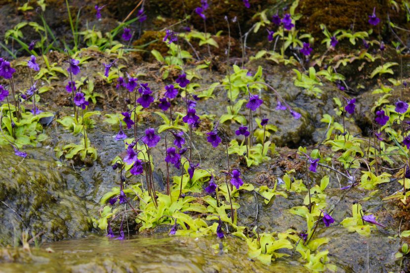 Pinguicula grandiflora en su hábitat natural de roca rezumante