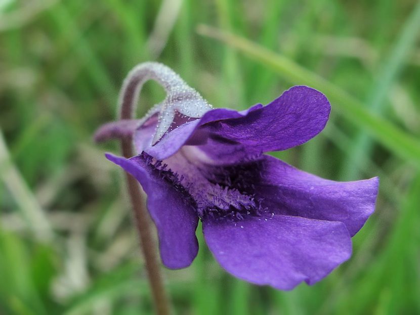 Flor violeta de Pinguicula grandiflora