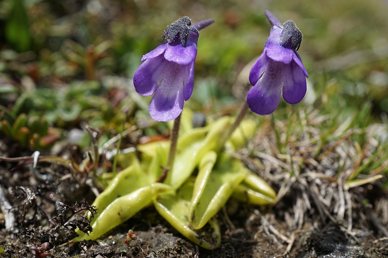Pinguicula vulgaris, guía de cultivo de la tiraña