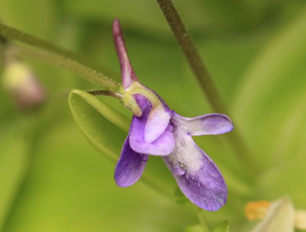 Flor violeta con espolón de Pinguicula vulgaris sobre su escapo