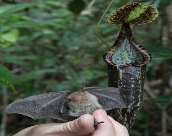Jarras de Nepenthes colgando de sus zarcillos