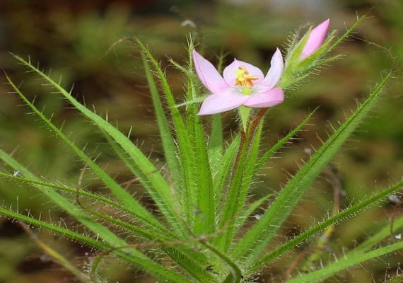 Hojas glandulares y resinosas de Roridula