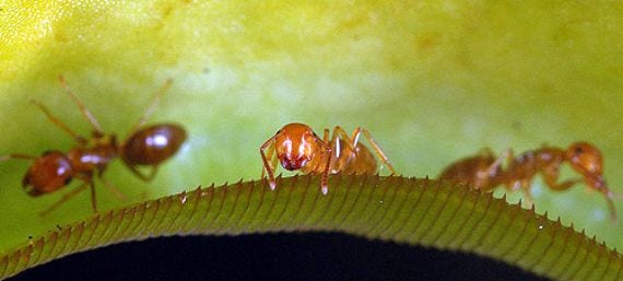Plantas carnívoras que se alían con animales