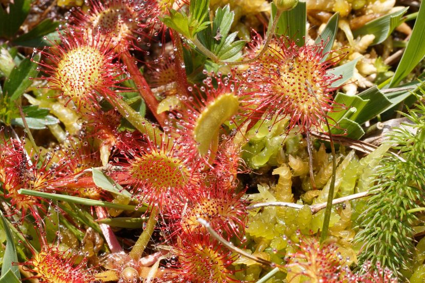 Roseta de Drosera rotundifolia con gotas de mucílago en los tentáculos