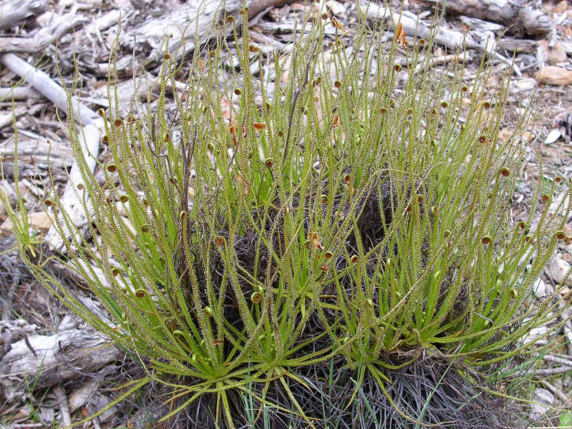 Ejemplar de Drosophyllum lusitanicum con sus hojas lineares cubiertas de glándulas