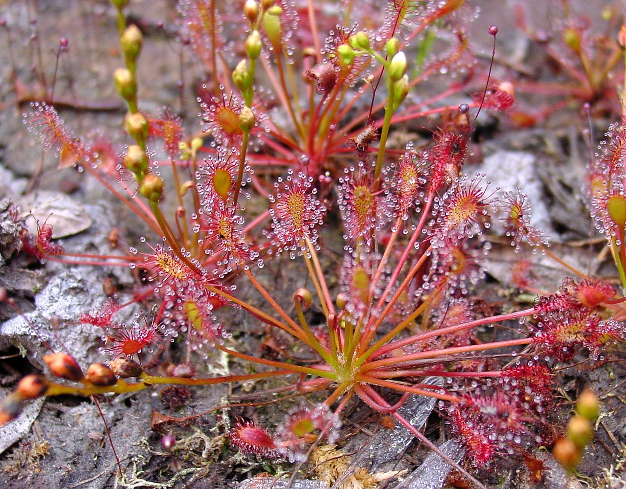 Plantas carnívoras de España: especies y cómo cultivarlas