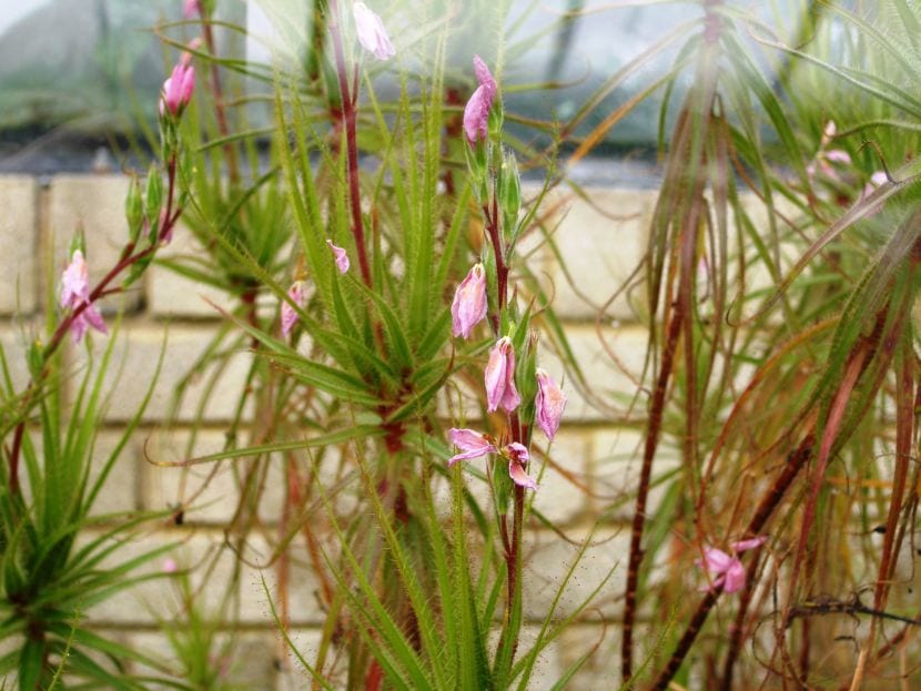 Ramas de Roridula gorgonias con hojas cubiertas de glándulas resinosas