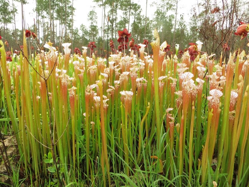 Sarracenia leucophylla con sus jarros blancos y venosos en otoño