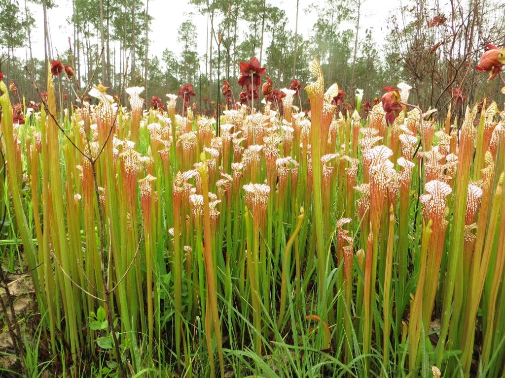 Plantas carnívoras gigantes: especies reales y cultivo