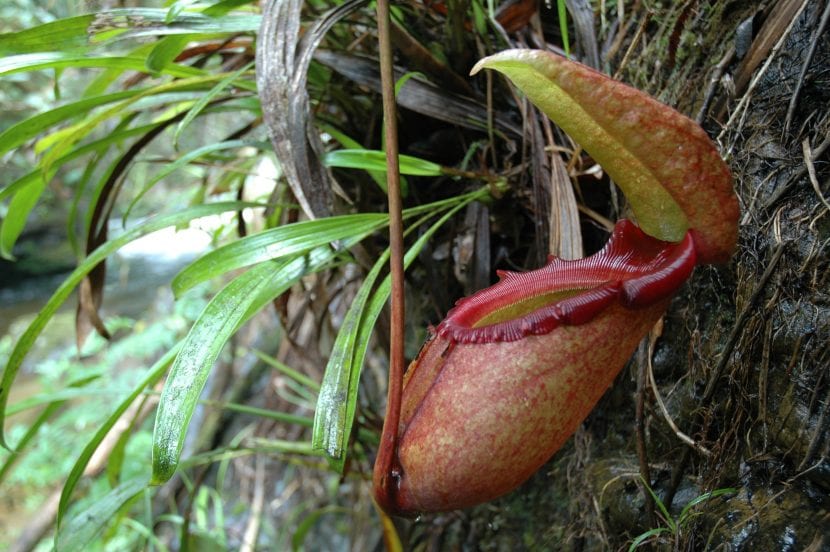 Jarro de Nepenthes rajah, la carnívora con la trampa de mayor volumen