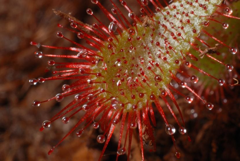 Hojas de Drosera cubiertas de gotas pegajosas en los tentáculos glandulares