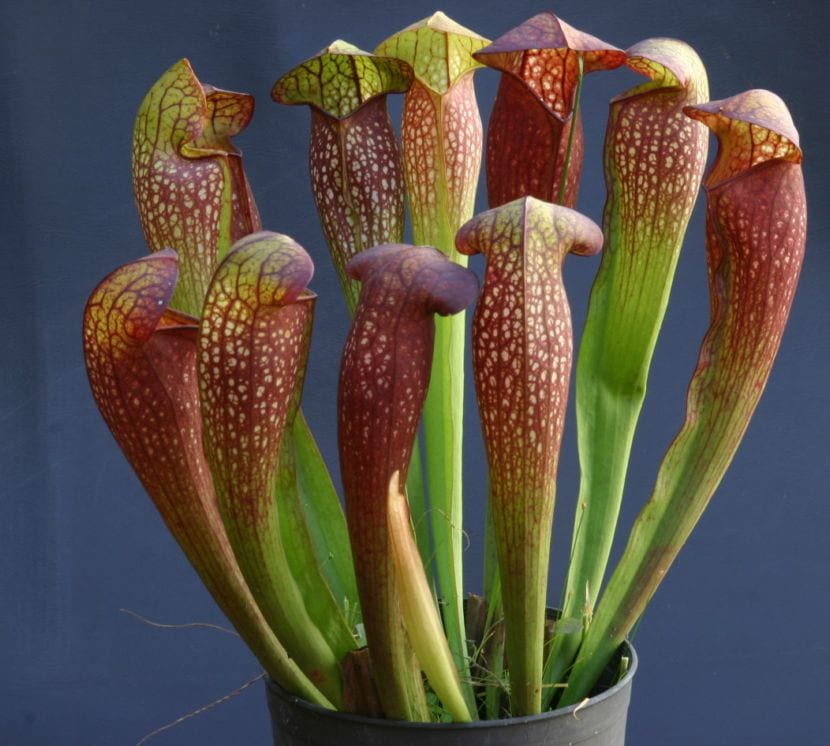 Sarracenia con sus jarros verticales, una de las carnívoras más fáciles en exterior