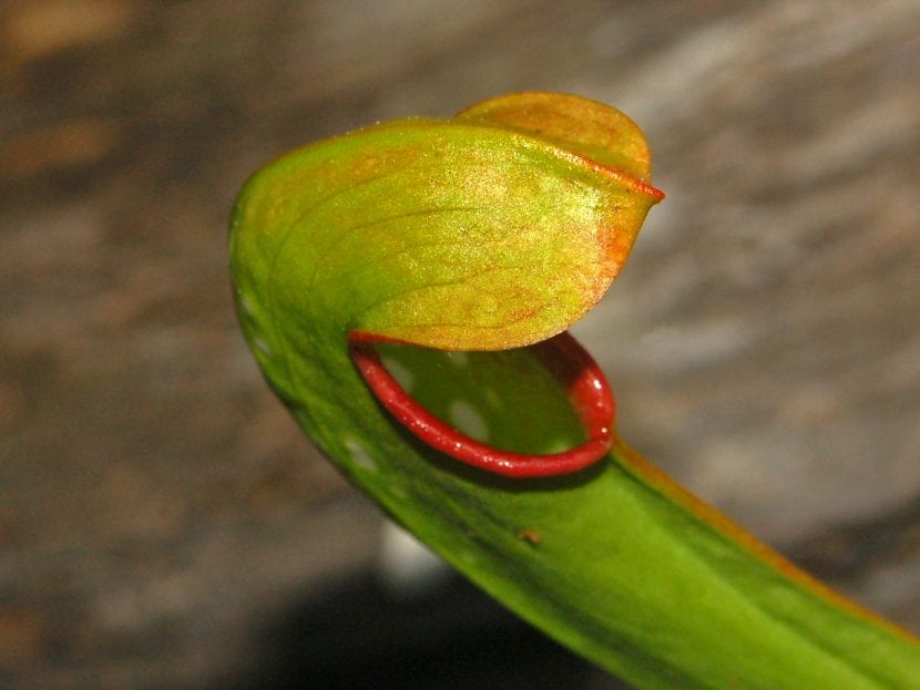 Jarras de Sarracenia minor