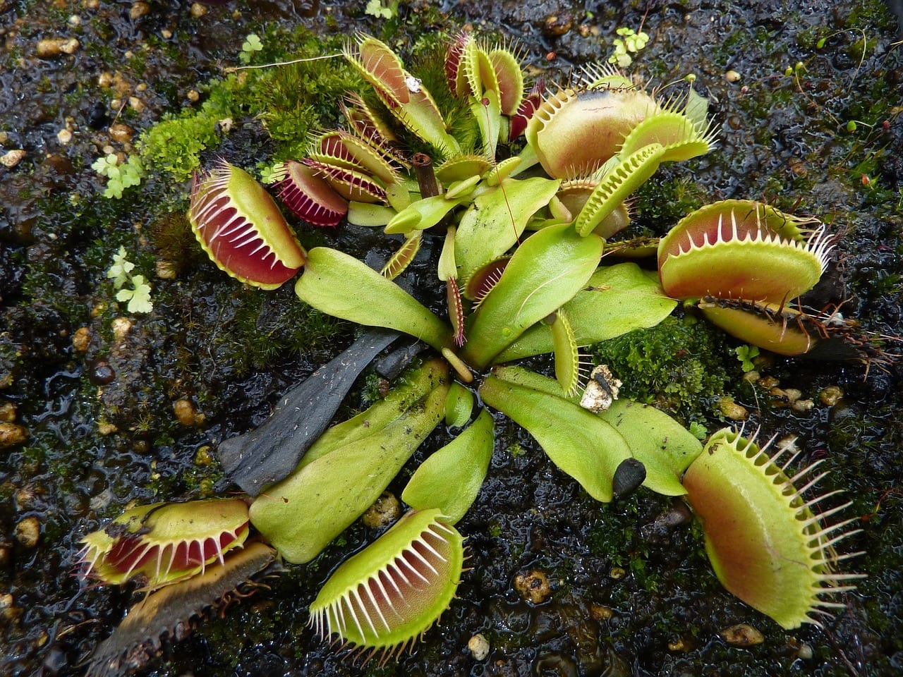 Planta carnívora negra: causas y cómo recuperarla