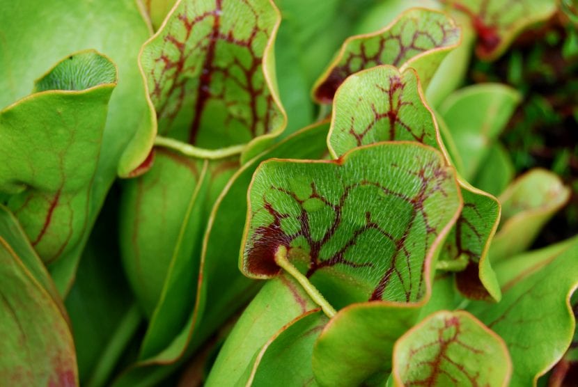 Jarros de Sarracenia purpurea con la boca abierta y las nervaduras rojizas