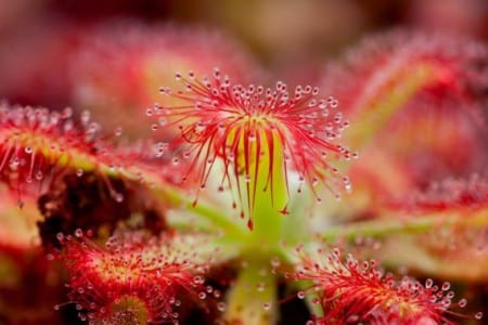 Roseta de Drosera con las hojas cubiertas de gotas de mucílago