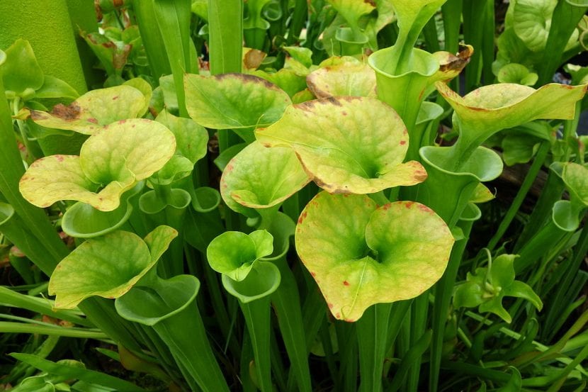 Ascidios amarillos y erectos de Sarracenia flava