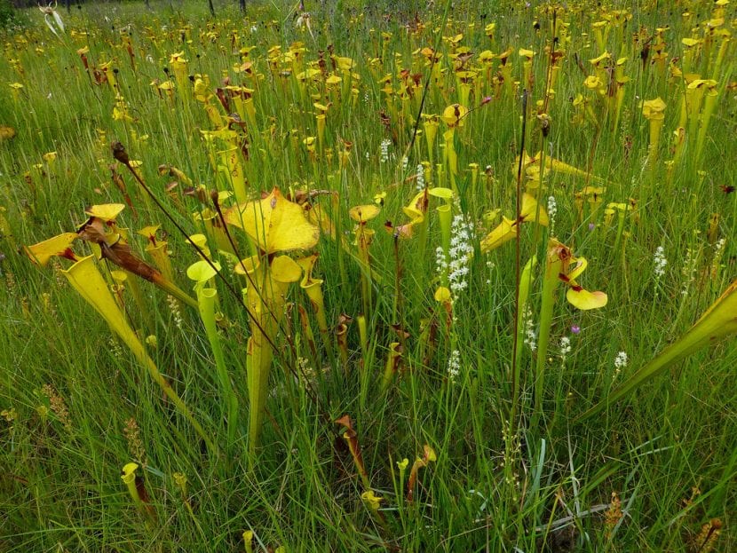 Sarracenia flava creciendo en su hábitat de turbera