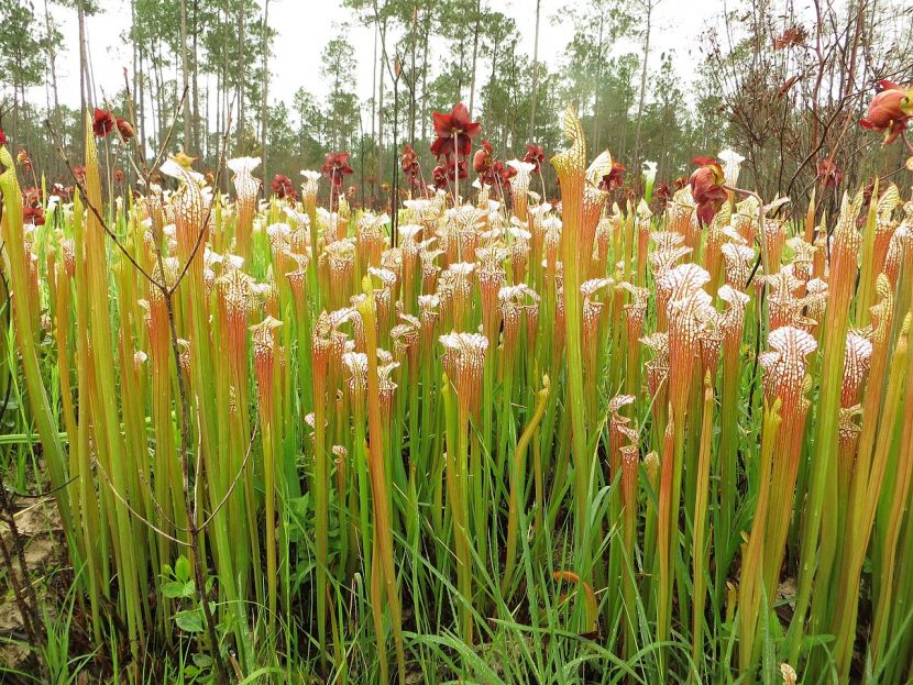 Sarracenia leucophylla en su hábitat natural de sabana húmeda