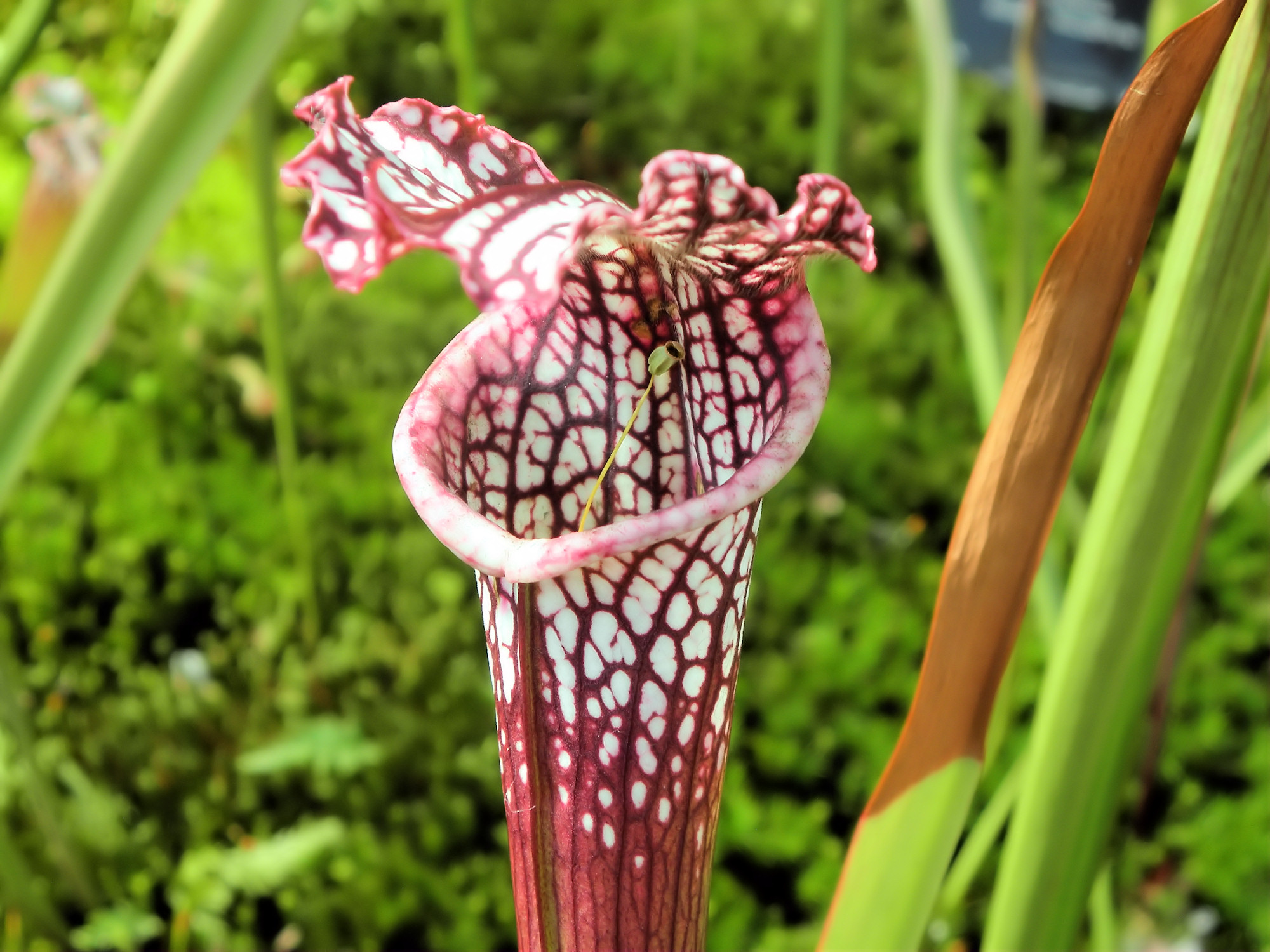 Sarracenia leucophylla: cultivo, ciclo anual e híbridos