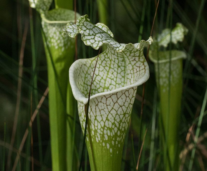 Ascidios de Sarracenia leucophylla con la parte superior blanca y venas rojas