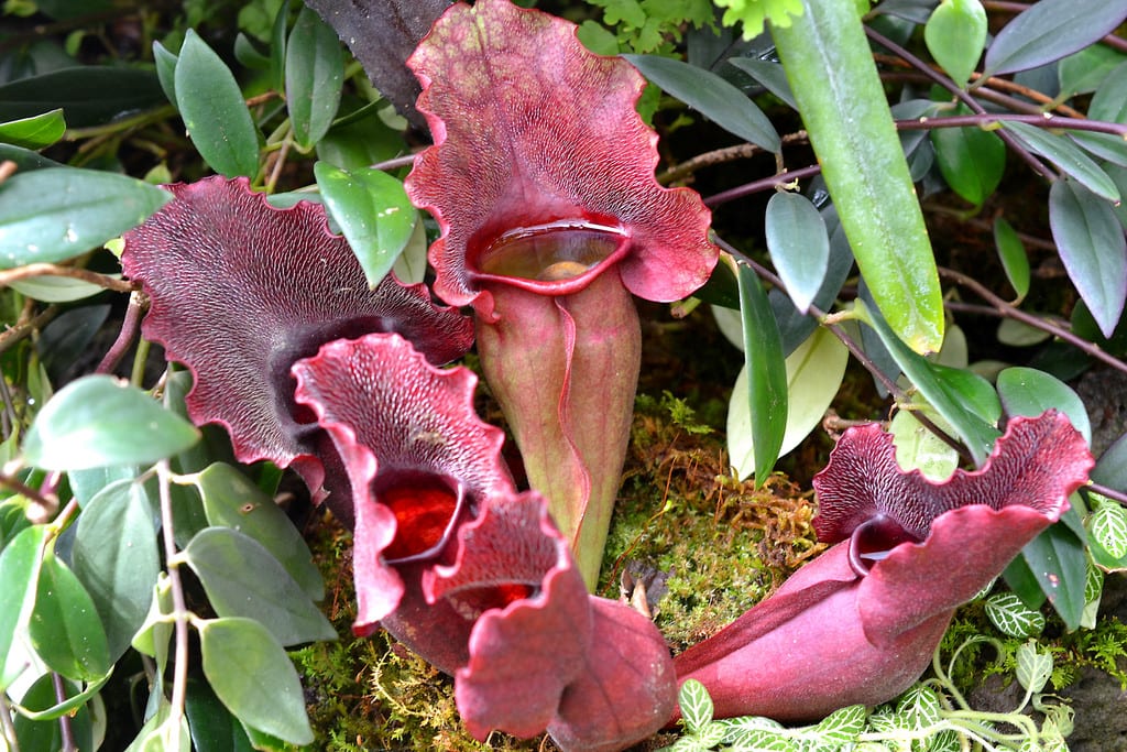 Sarracenia purpurea: cultivo, riego y frío invernal