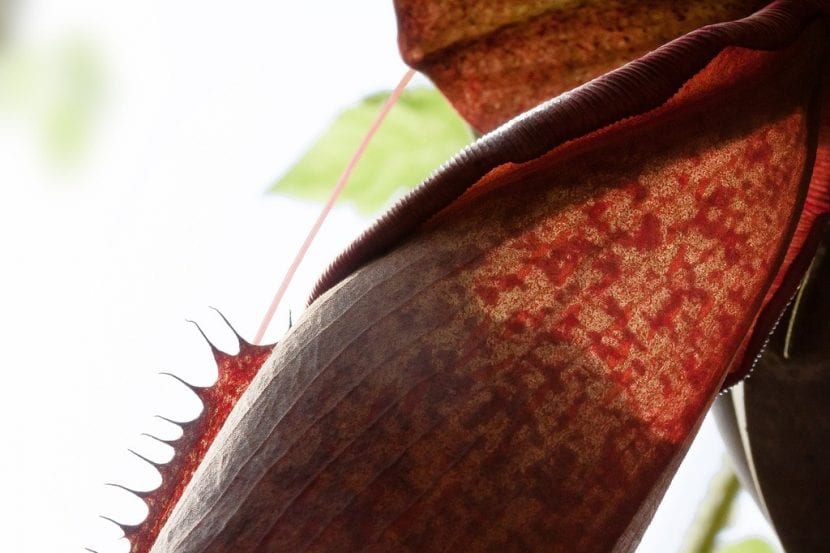 Jarro tumbado de Sarracenia purpurea lleno de agua de lluvia