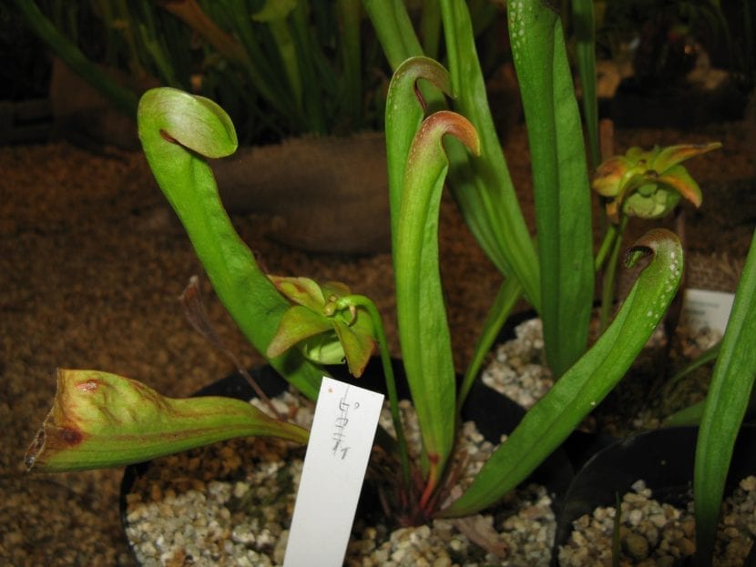 Sarracenia minor con el opérculo curvado sobre la boca del jarro