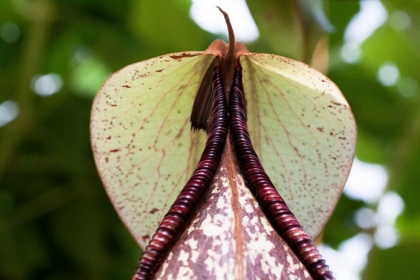 Jarros erguidos de Sarracenia con el peristoma coloreado
