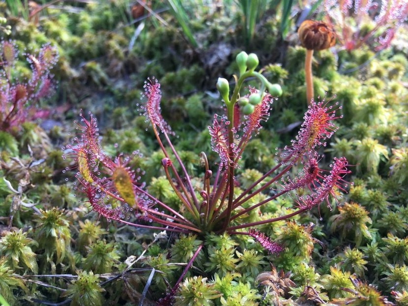 Drosera cultivada sobre musgo esfagno vivo