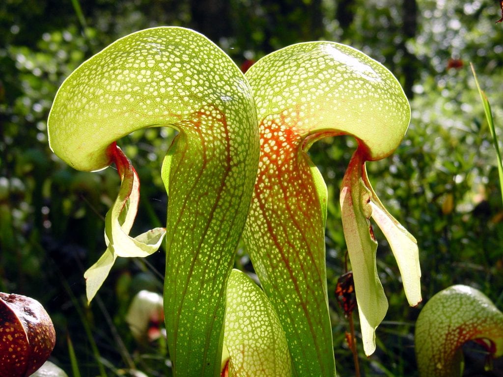 Tipos de plantas carnívoras y cómo capturan sus presas