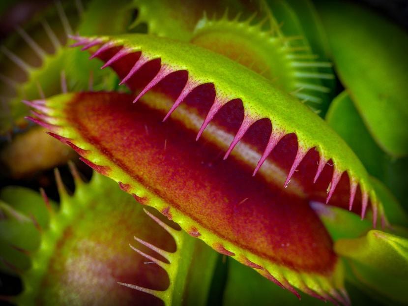 Trampas de Dionaea muscipula, la venus atrapamoscas