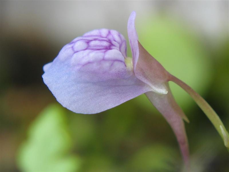 Utricularia graminifolia: cultivo en acuario y turbera