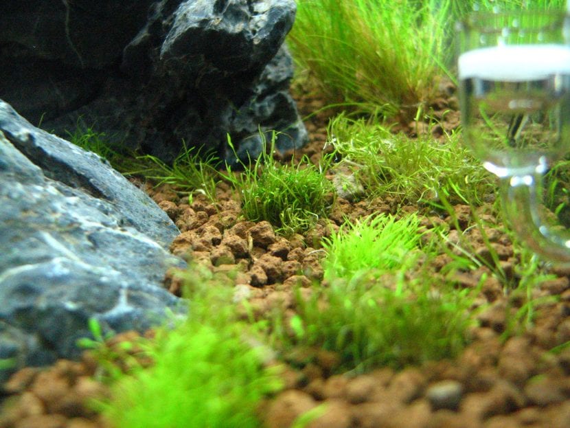 Mata de Utricularia graminifolia con sus frondas estrechas