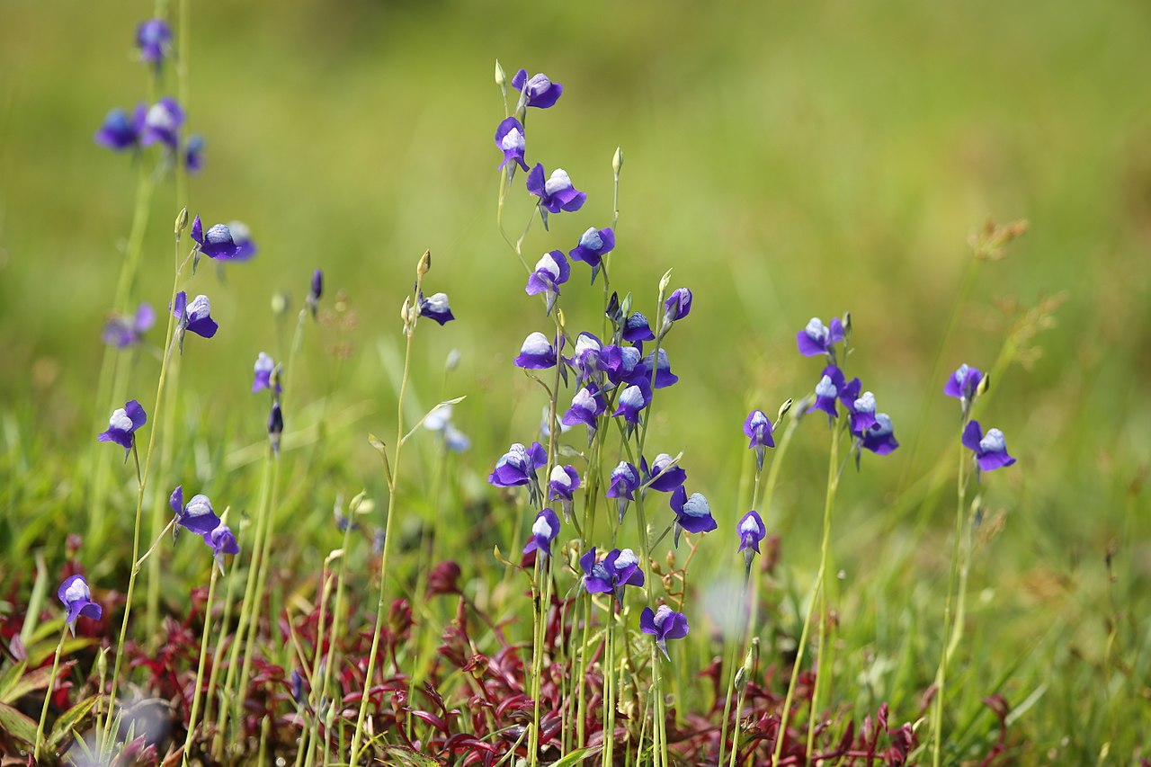 Utricularia: especies, cuidados y cultivo paso a paso