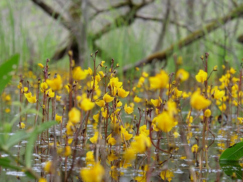 Utricularia vulgaris flotando en el agua