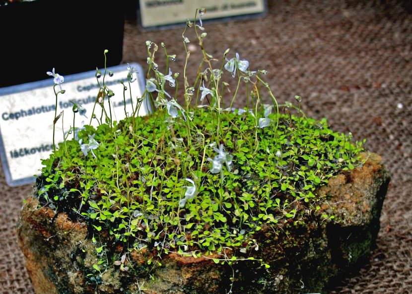 Flores de Utricularia sandersonii