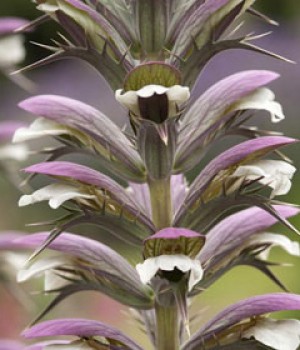 Acanthus mollis