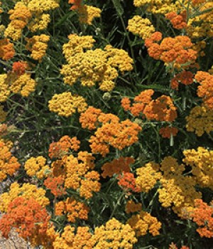 Achillea millefolium