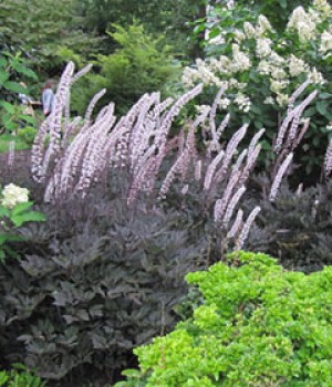 Actaea simplex Grupo Atropurpurea, Cimicifuga simplex
