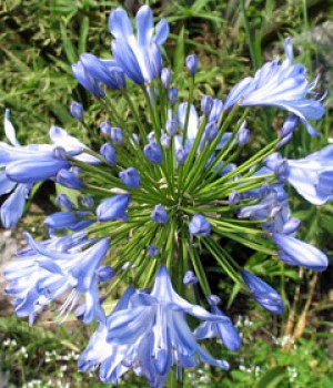 Agapanthus africanus