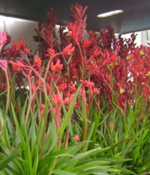 Anigozanthos flavidus