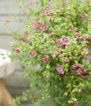Anisodontea capensis