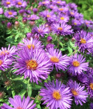 Aster novae-angliae