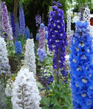 Delphinium elatum e híbridos