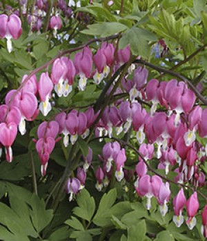 Dicentra spectabilis
