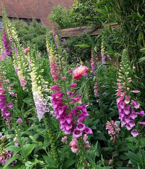 Digitalis spp.